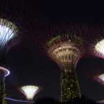 singapur drzewa pokaz park