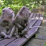 bali ubud monkey forest park malpy